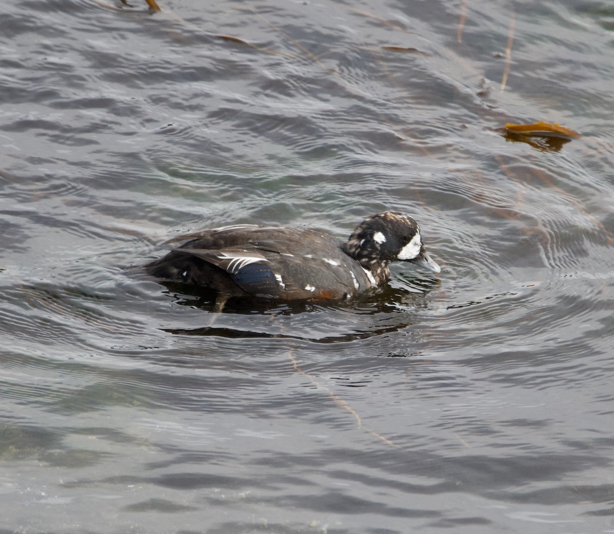 Harlequin Duck - ML623570552