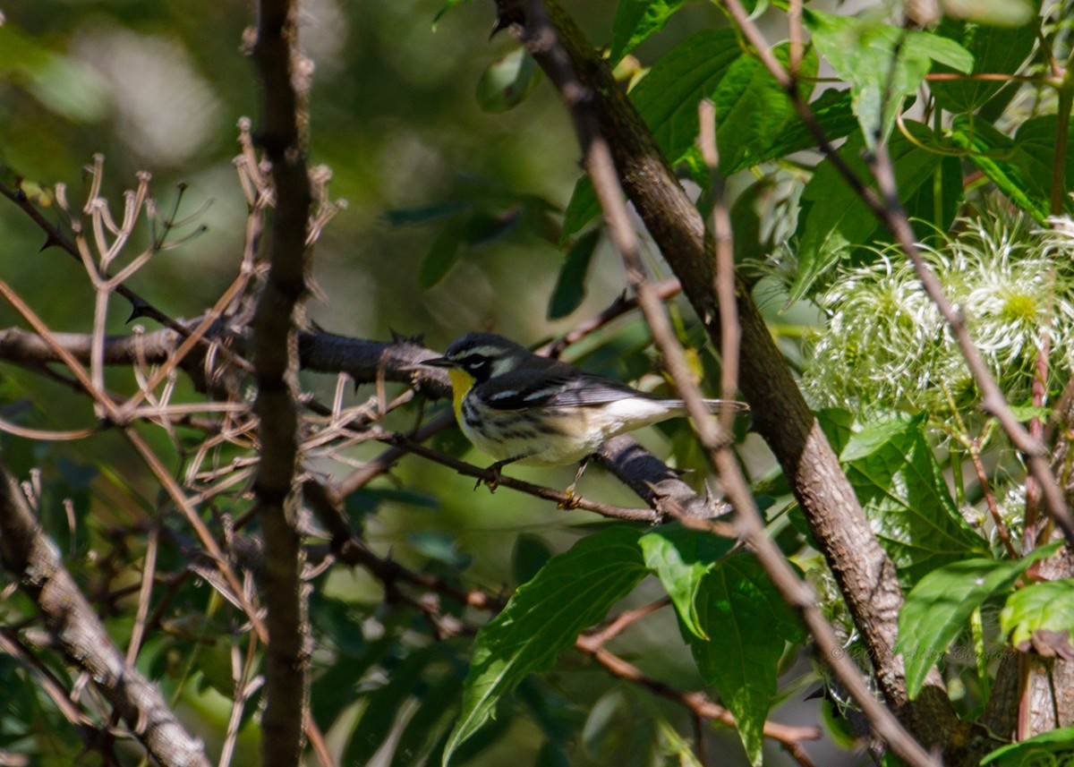 Yellow-throated Warbler - ML623570605