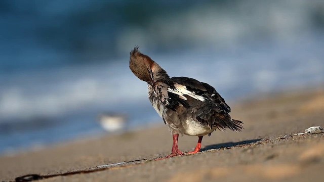 Red-breasted Merganser - ML623570609