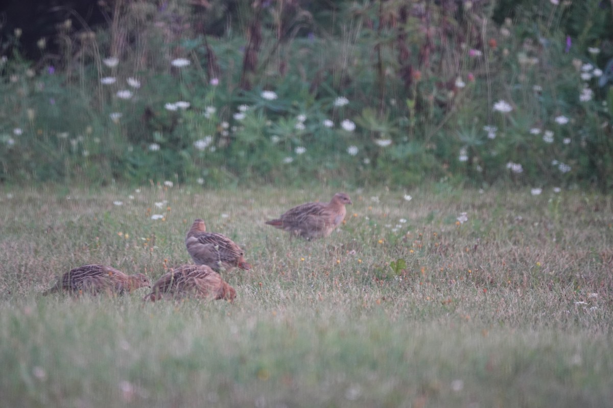 Gray Partridge - Lisa Morehouse