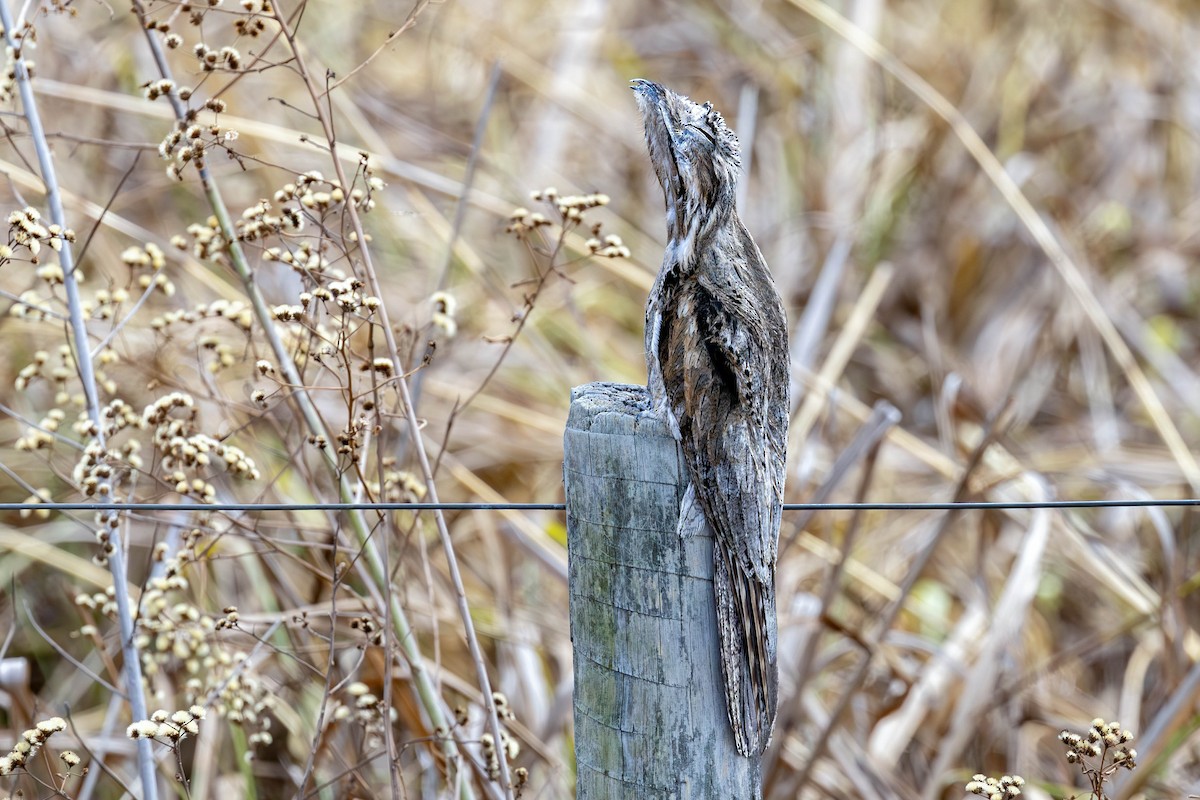 Common Potoo - ML623570663