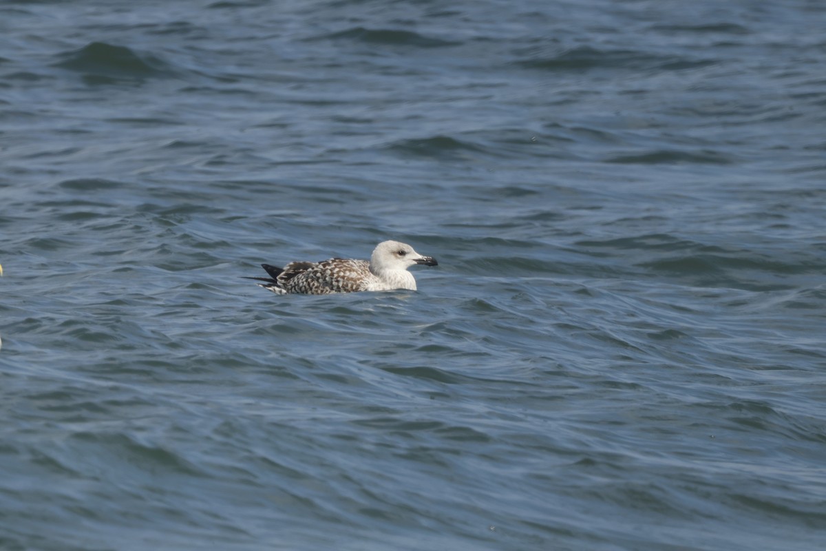 Great Black-backed Gull - ML623570668