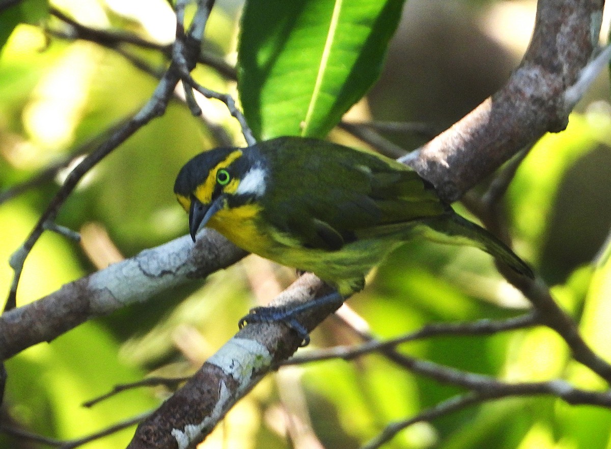 Slaty-capped Shrike-Vireo - ML623570675