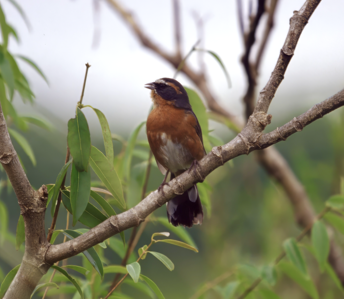 Black-and-rufous Warbling Finch - ML623570689