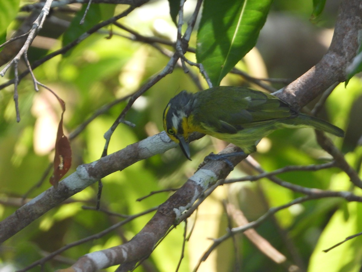 Slaty-capped Shrike-Vireo - ML623570707