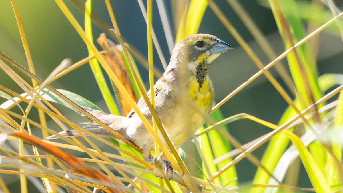 Dickcissel - ML623570708