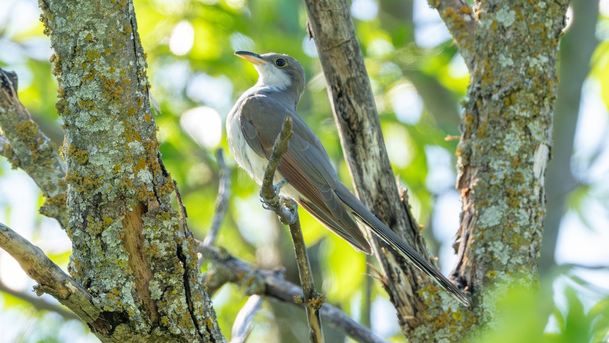 Yellow-billed Cuckoo - ML623570723