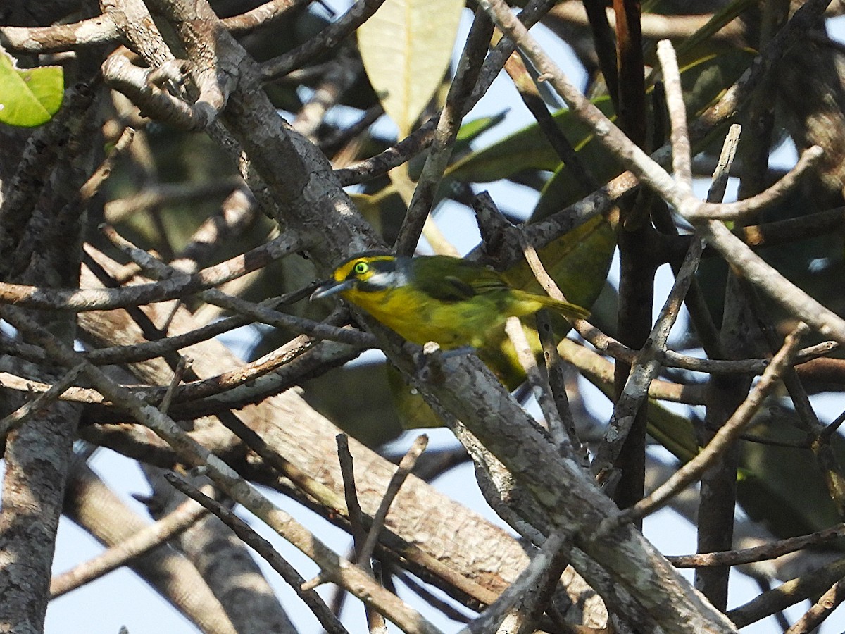 Slaty-capped Shrike-Vireo - ML623570724