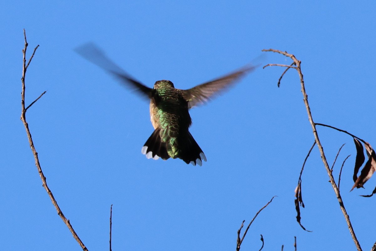 Ruby-throated Hummingbird - ML623570749