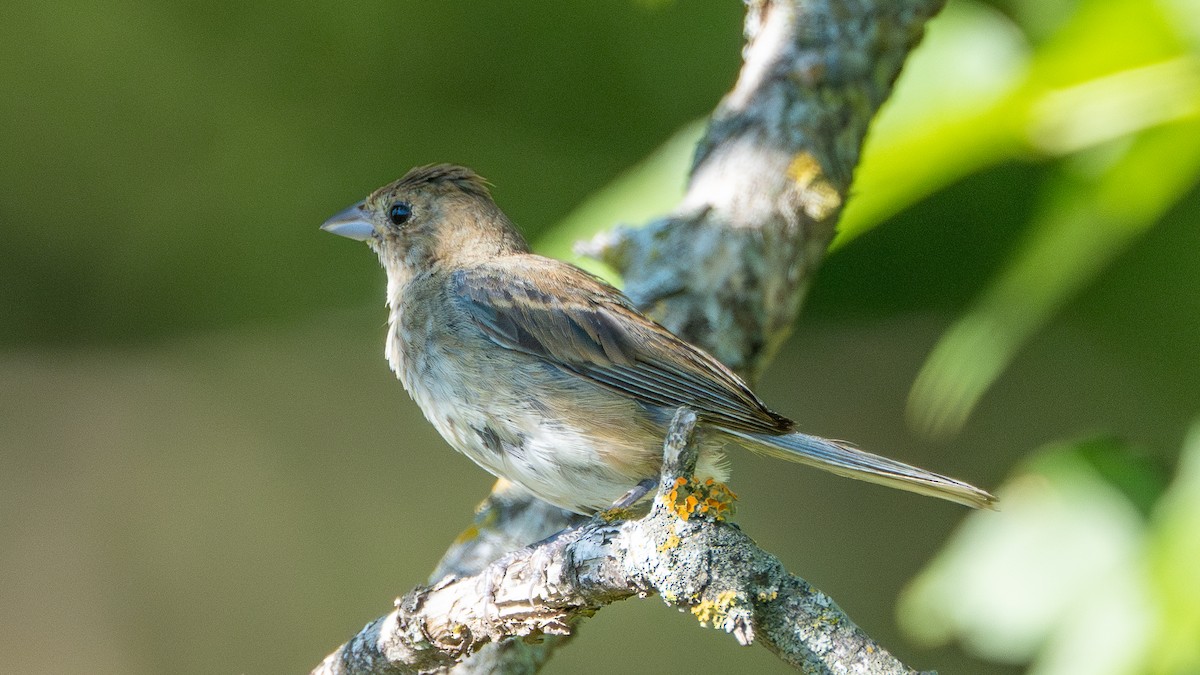 Indigo Bunting - ML623570756