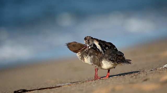 Red-breasted Merganser - ML623570766