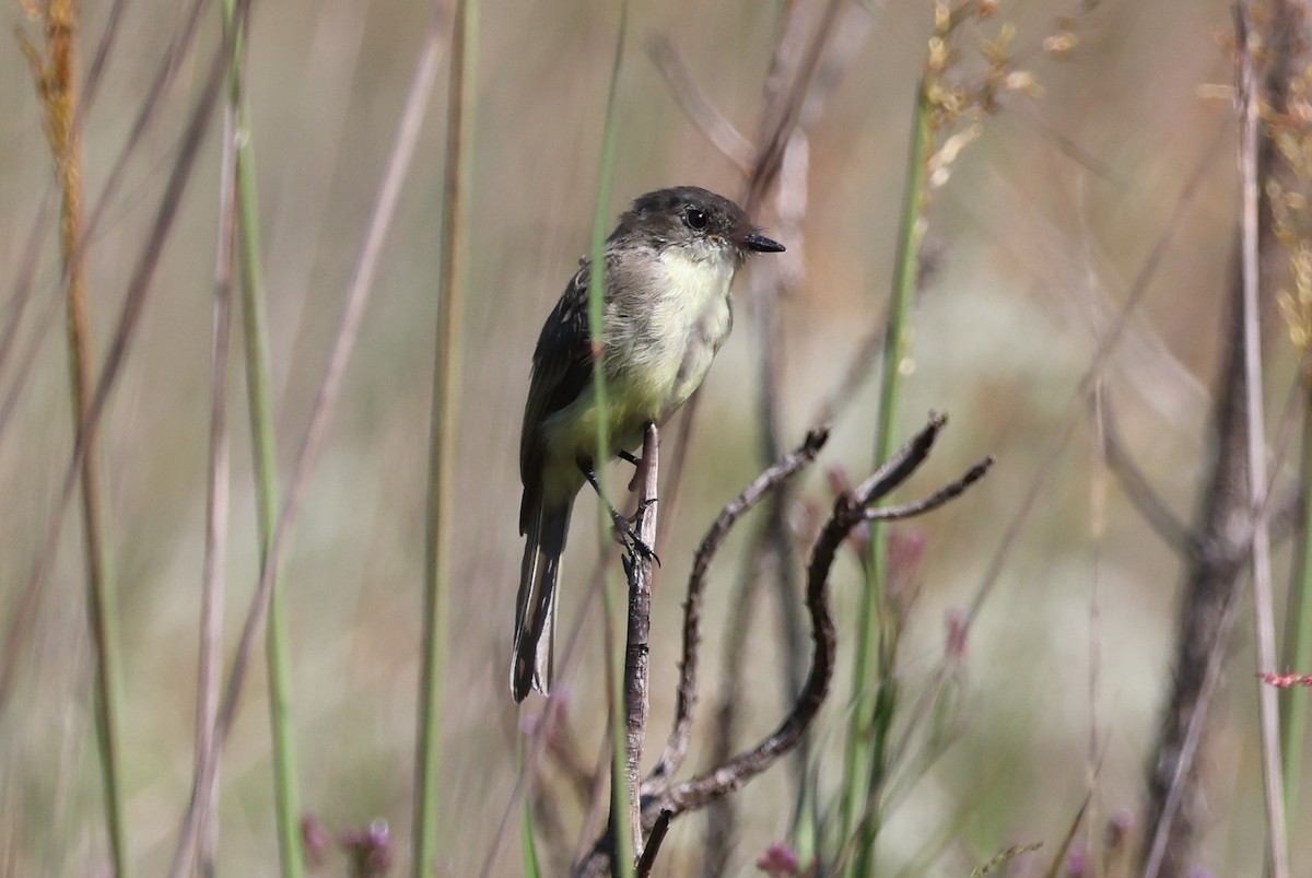 Eastern Phoebe - ML623570769