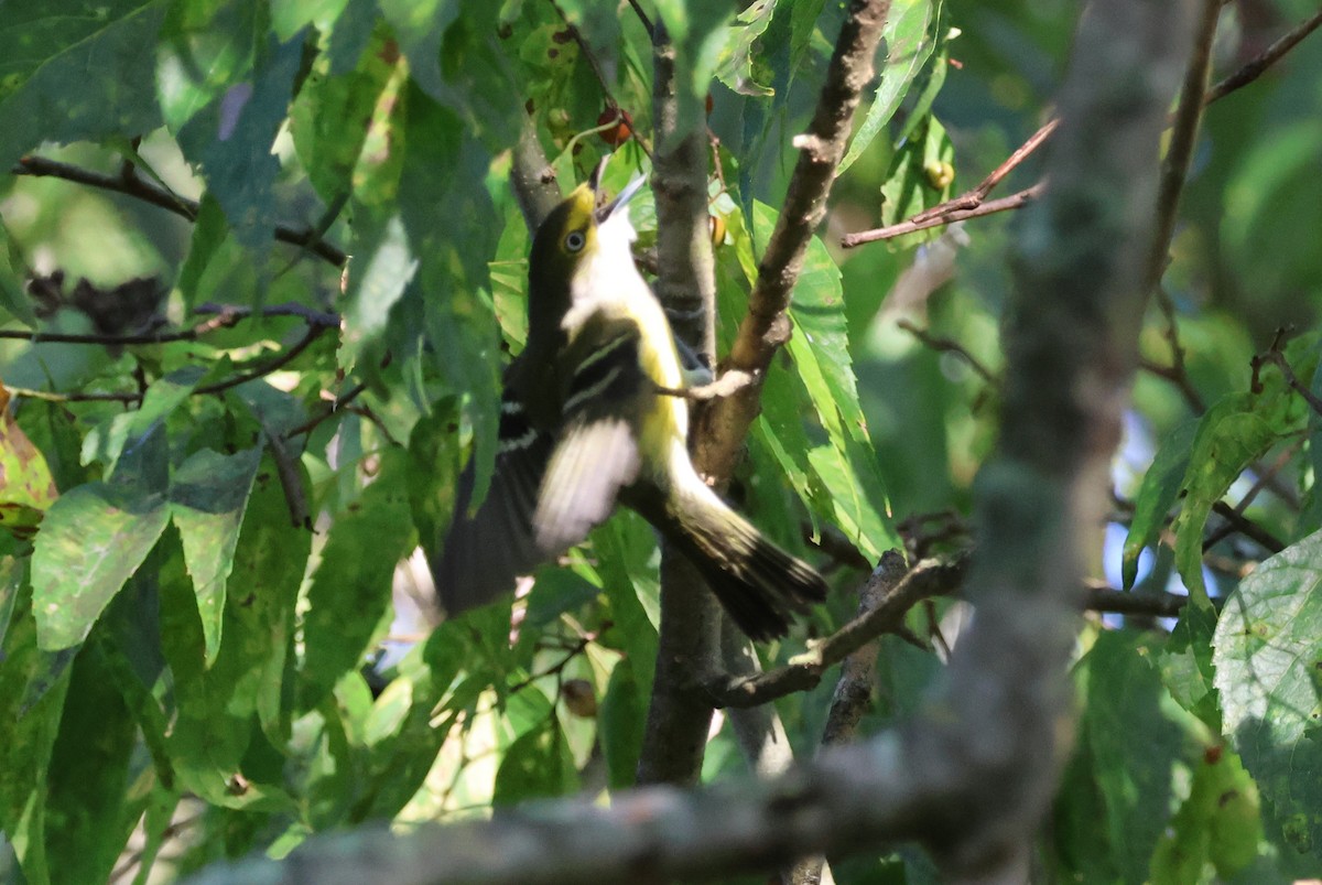 White-eyed Vireo - ML623570772