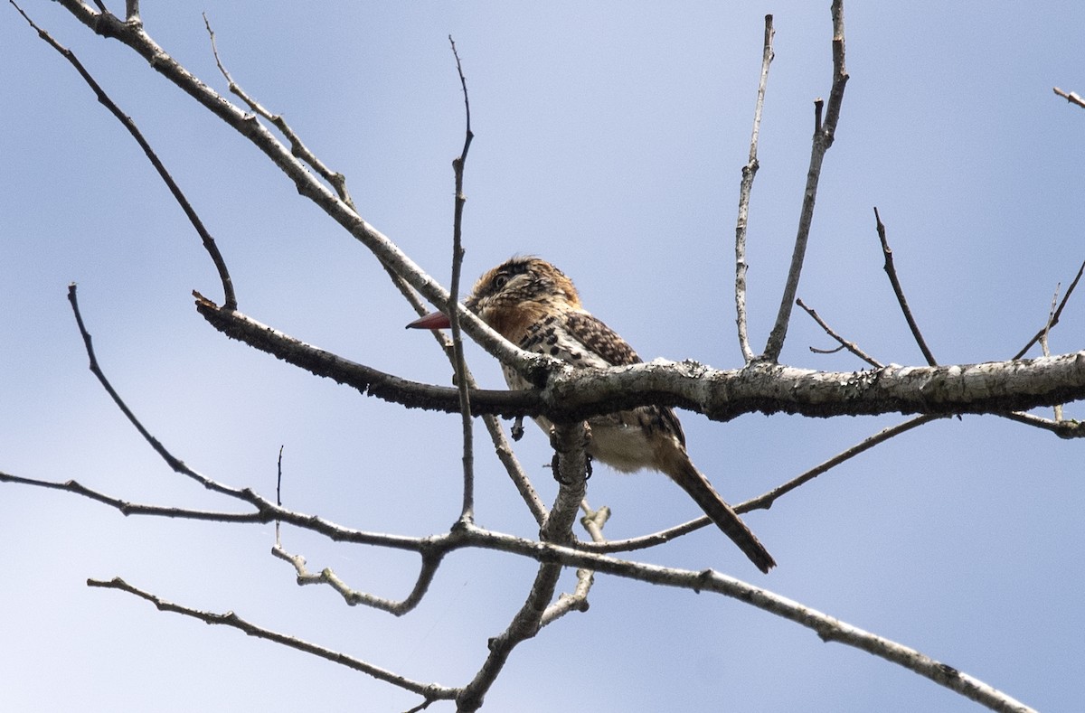 Spot-backed Puffbird - Eduardo Vieira 17