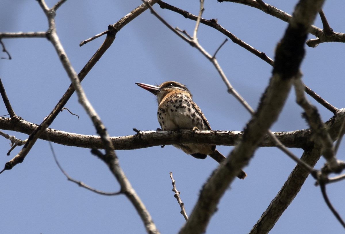 Spot-backed Puffbird - Eduardo Vieira 17