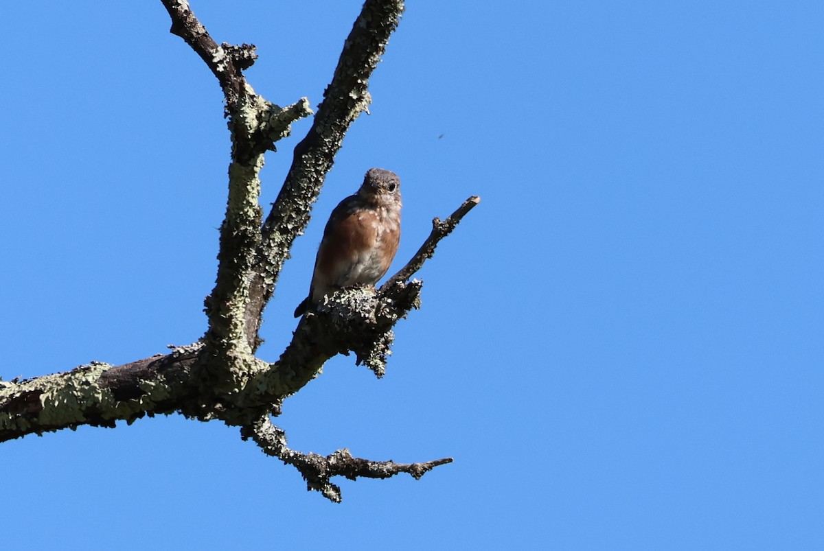 Eastern Bluebird - ML623570791