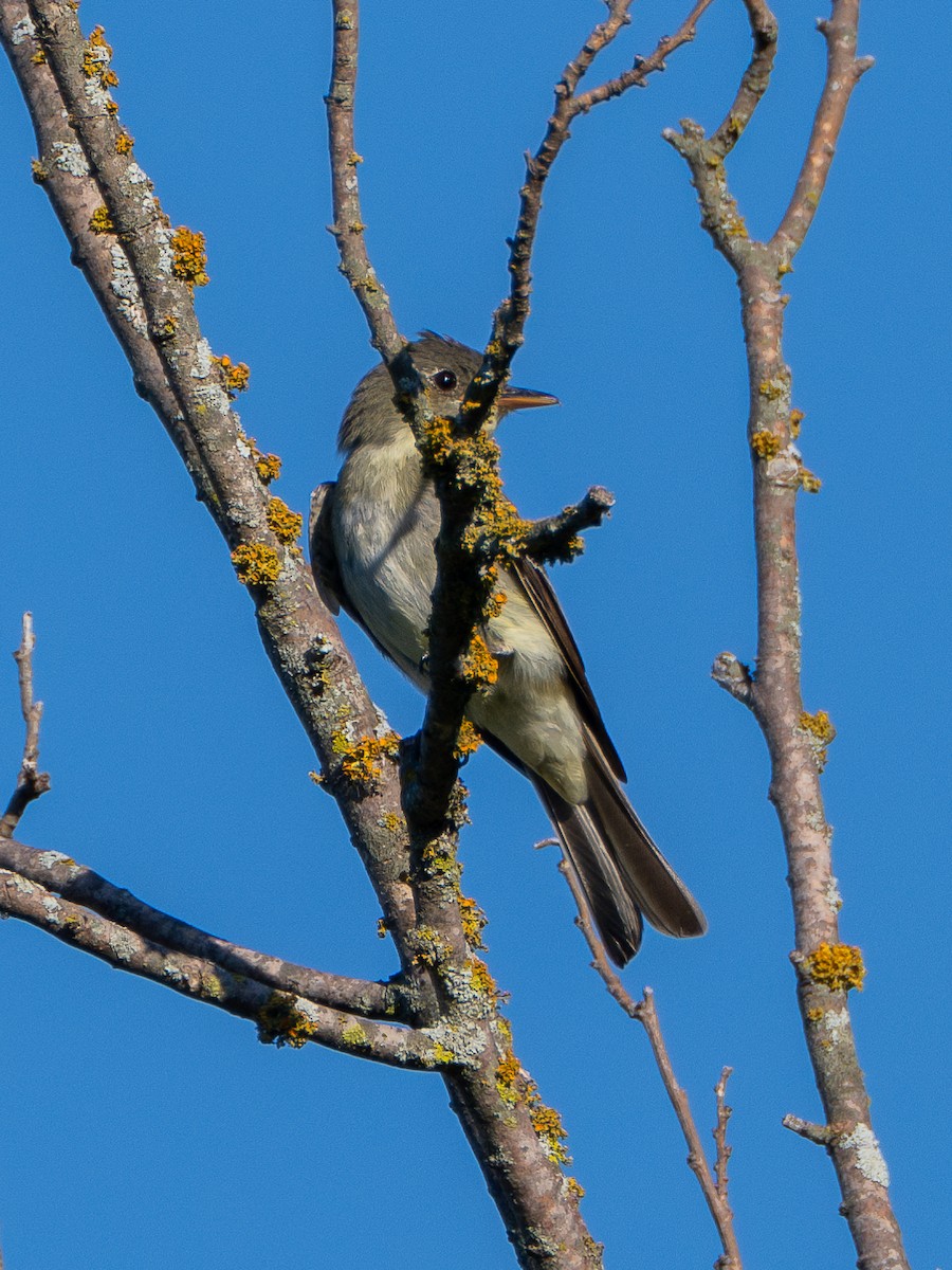 Olive-sided Flycatcher - ML623570825