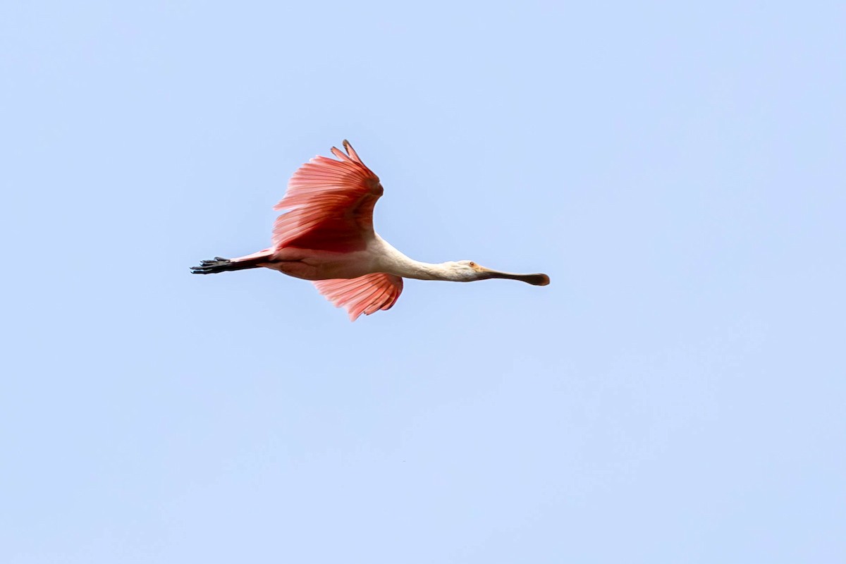 Roseate Spoonbill - Fernando Calmon