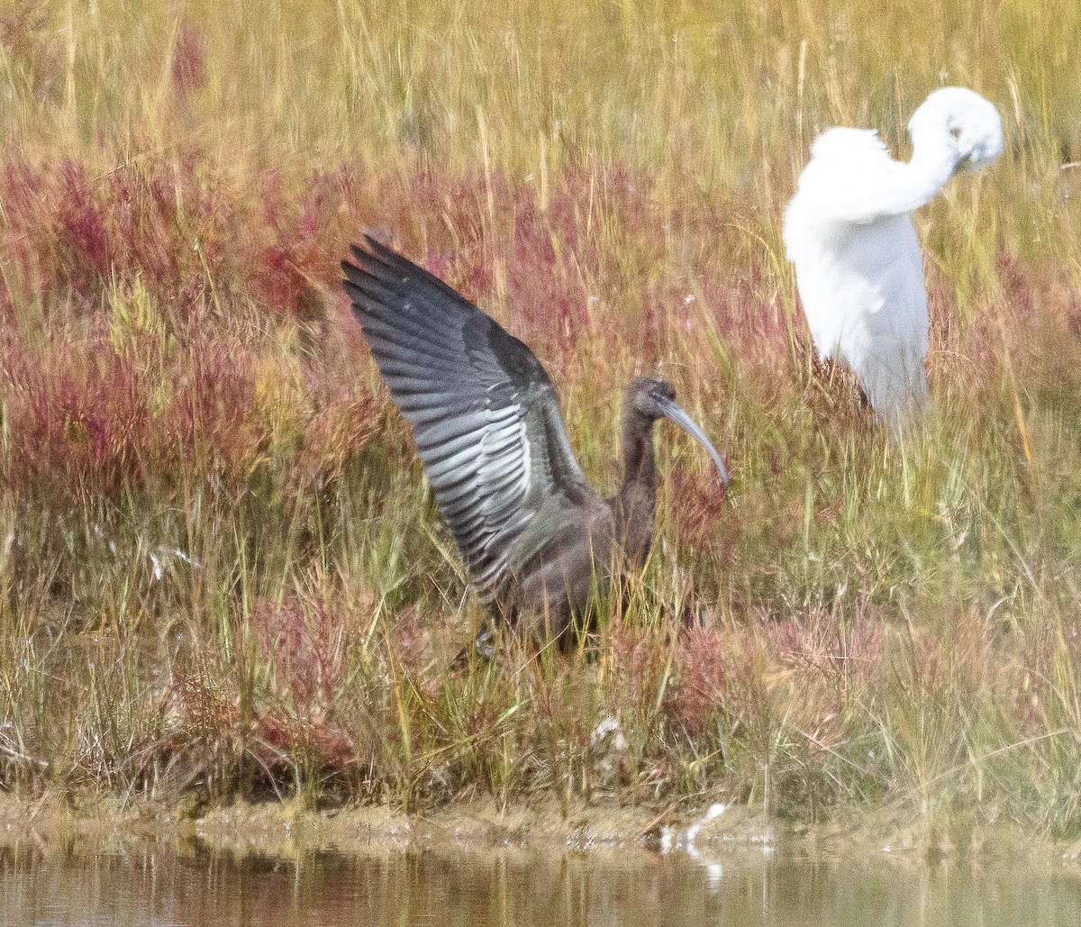 Glossy Ibis - ML623570919