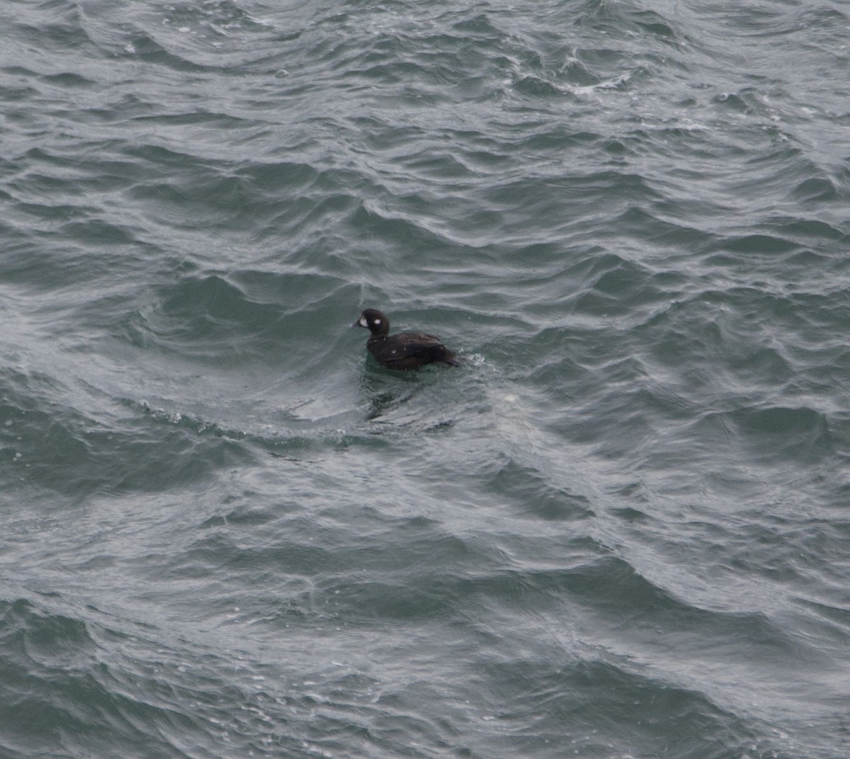 Harlequin Duck - ML623570921