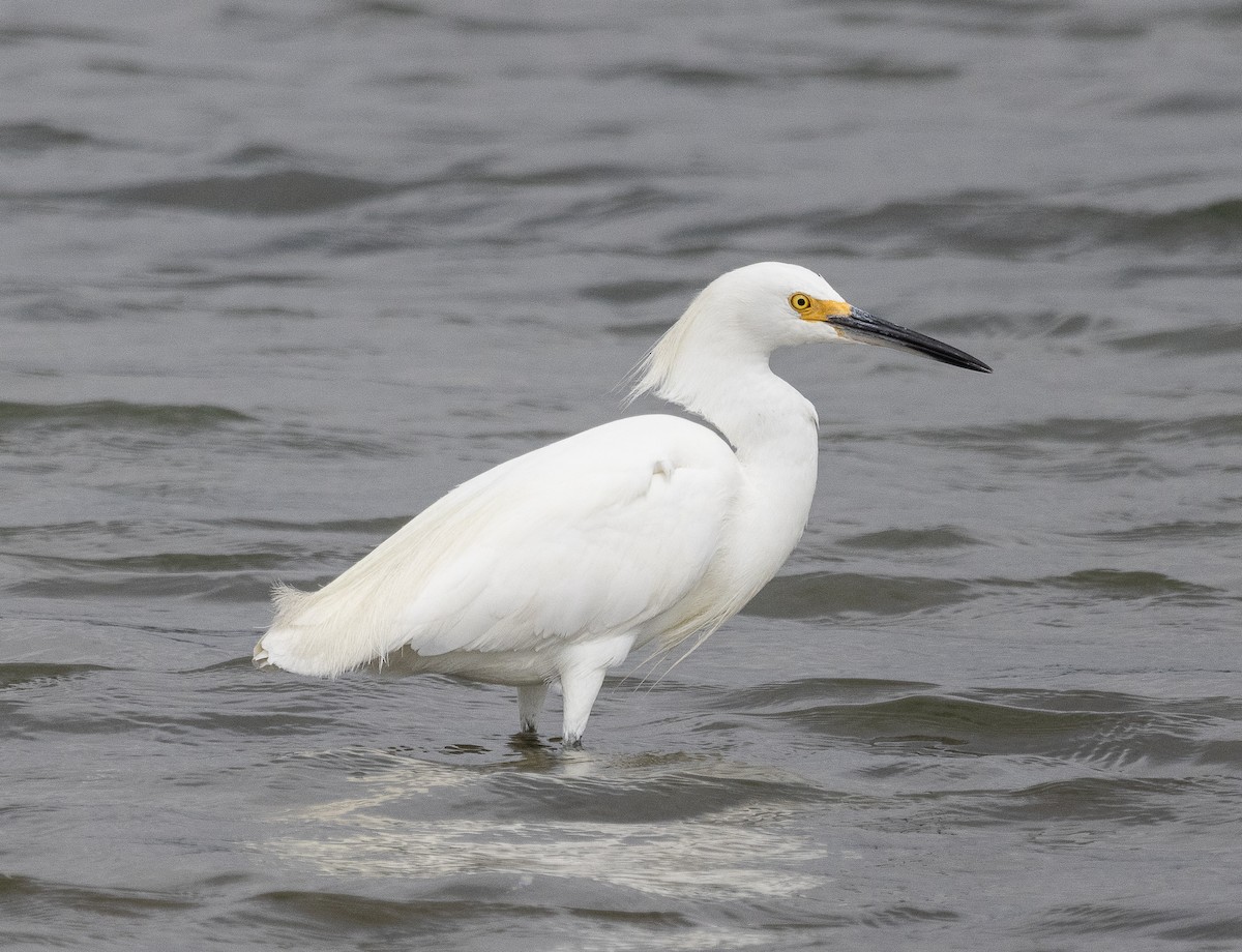 Snowy Egret - ML623570927