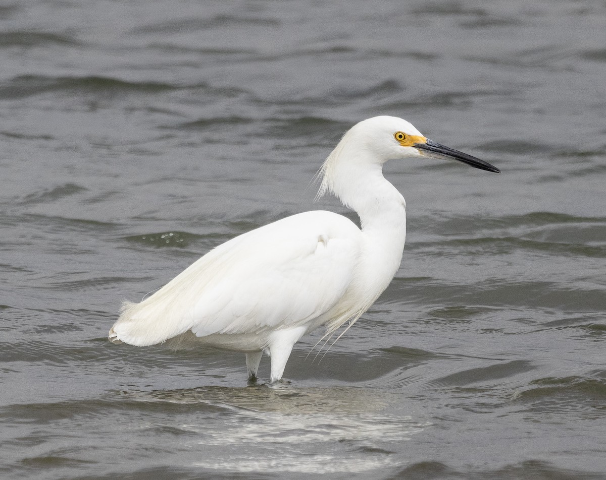 Snowy Egret - ML623570928