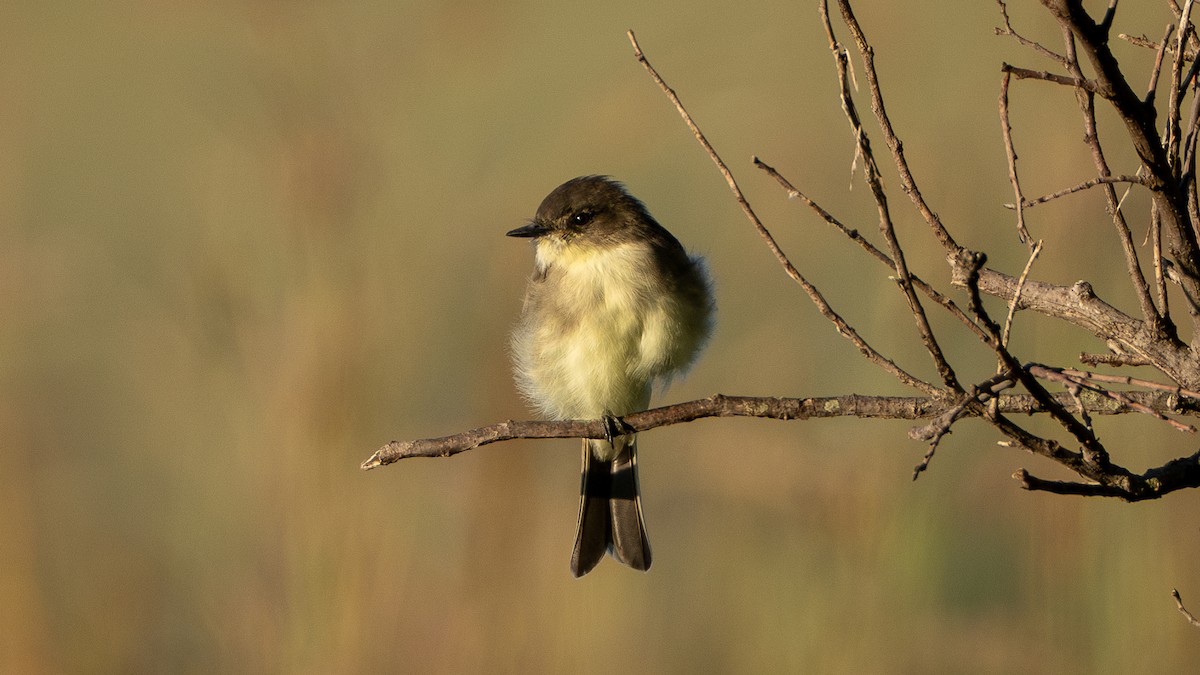 Eastern Phoebe - Matthew Herron