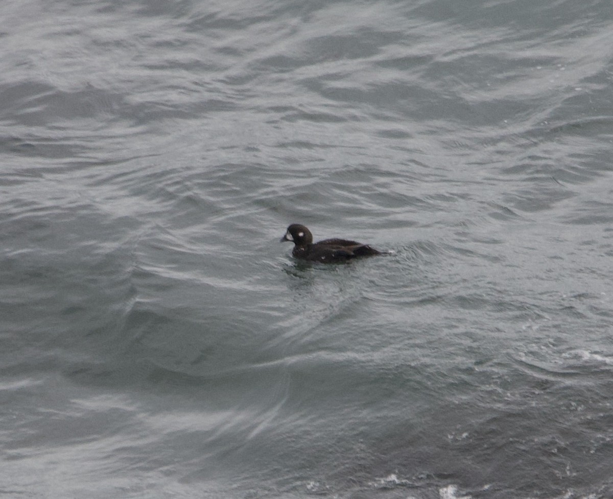 Harlequin Duck - ML623570955