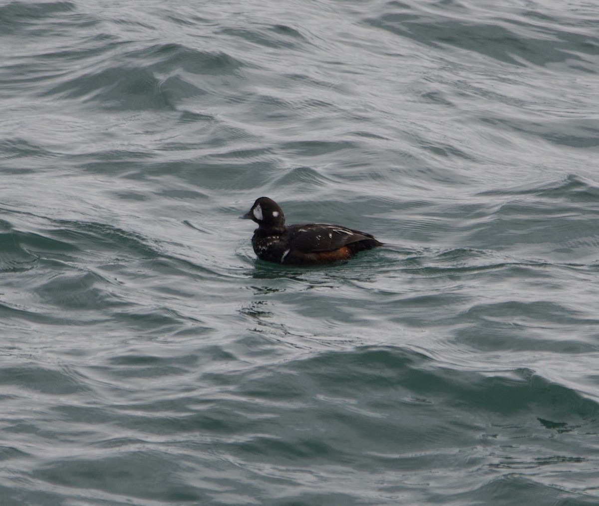 Harlequin Duck - ML623570956