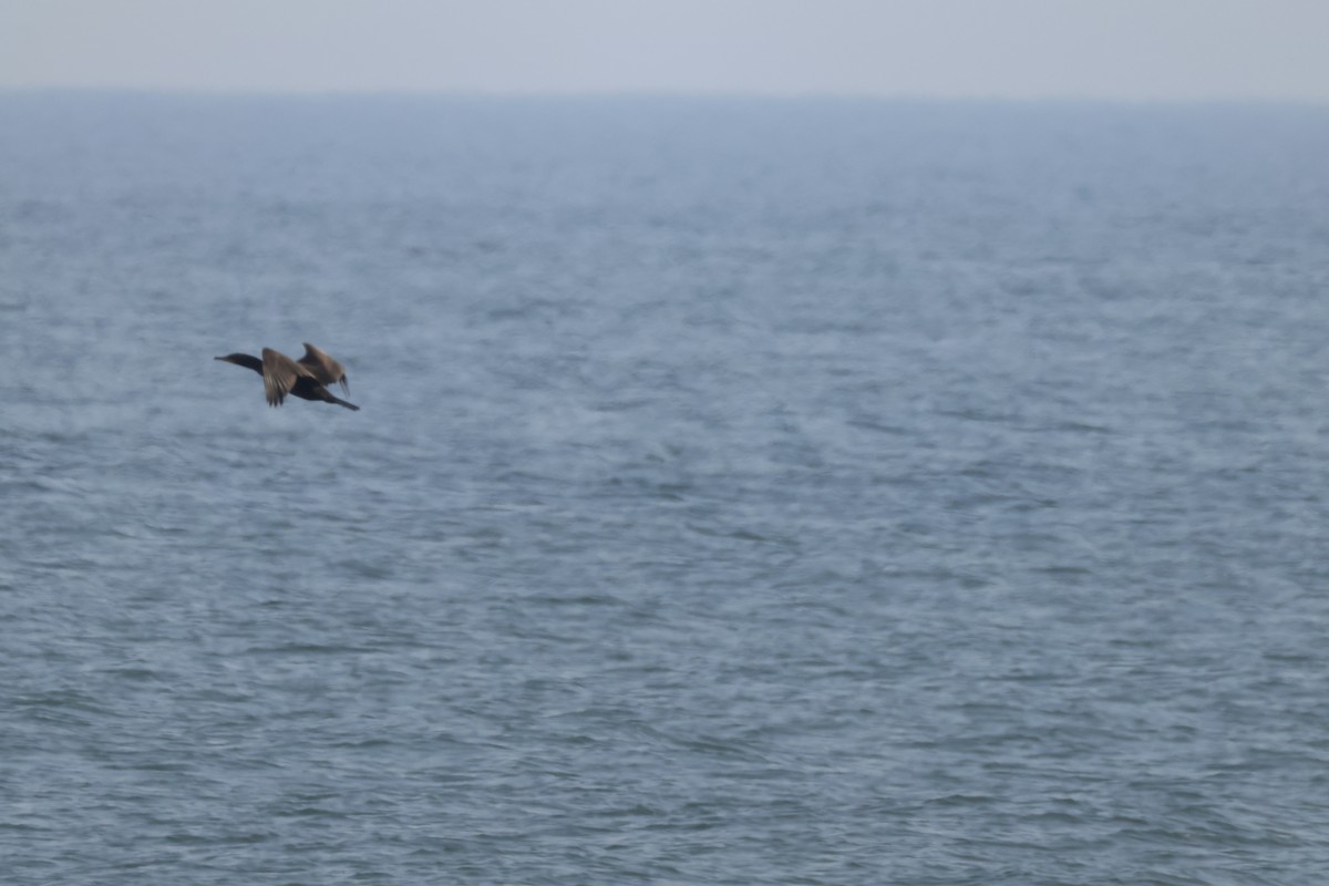 Double-crested Cormorant - ML623570958