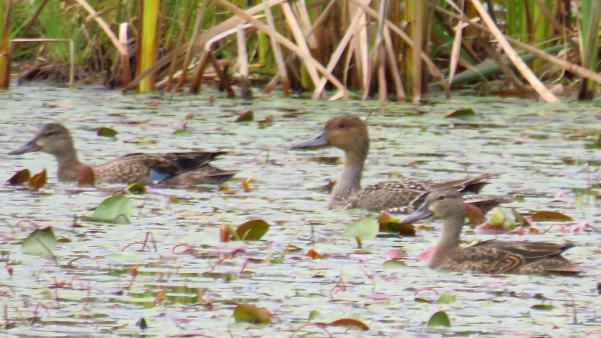 Blue-winged Teal - ML623570968