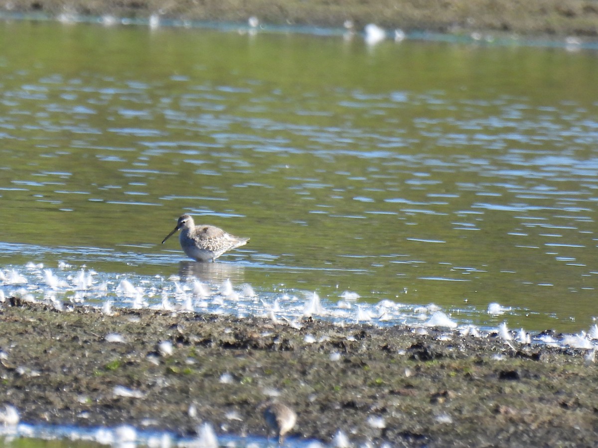 Stilt Sandpiper - Jeannette Richards