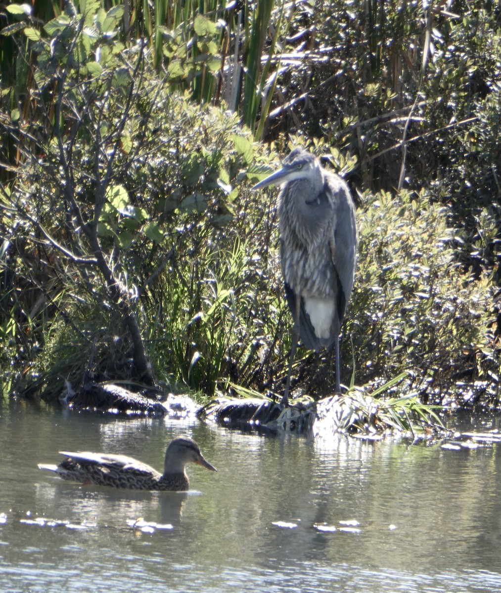 Great Blue Heron - ML623571056