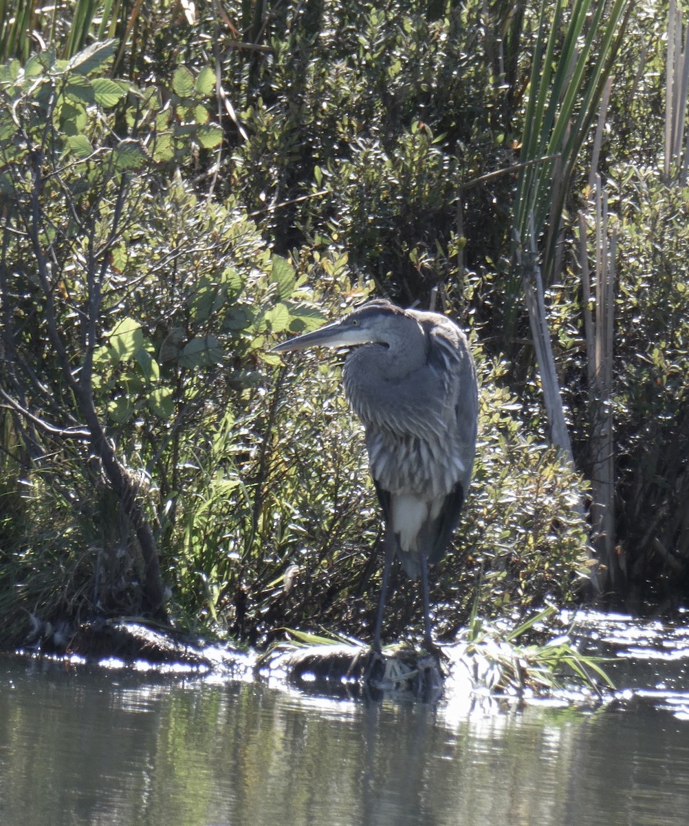 Great Blue Heron - ML623571058