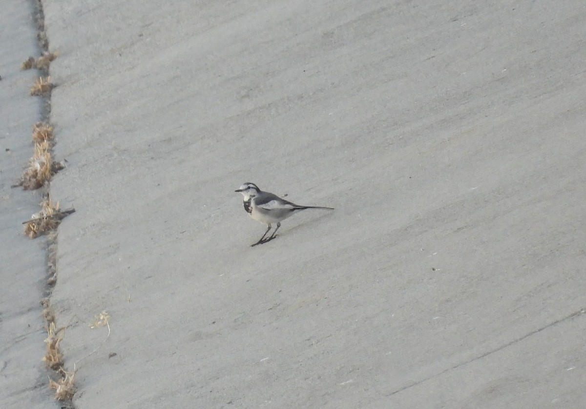 White Wagtail (Black-backed) - Chris Dean