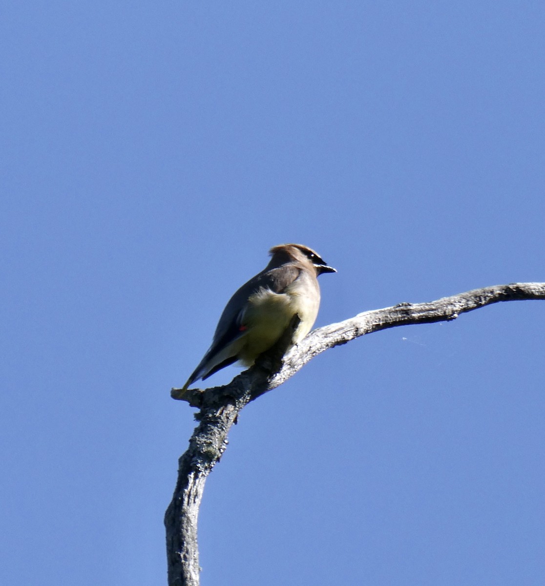 Cedar Waxwing - ML623571072