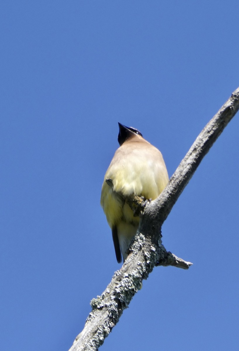 Cedar Waxwing - Jocelyne Pelletier