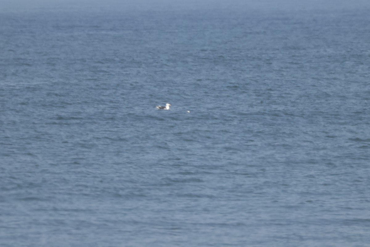 Great Black-backed Gull - ML623571104