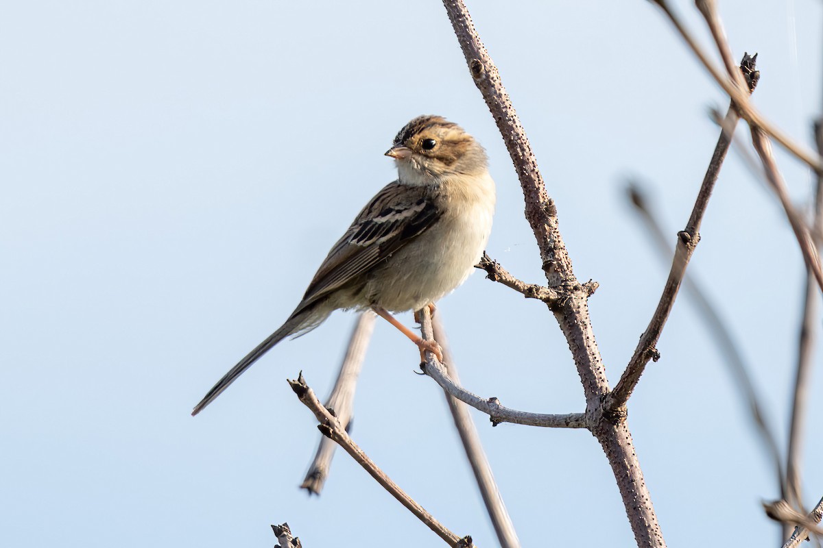 Clay-colored Sparrow - ML623571114