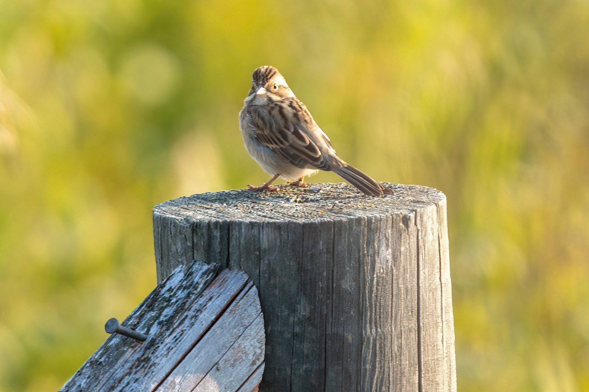 Clay-colored Sparrow - ML623571115