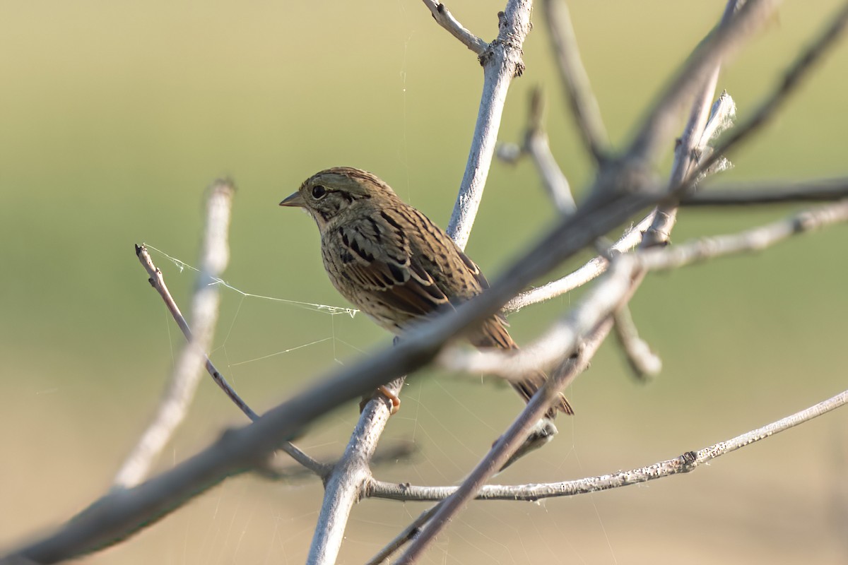 Lincoln's Sparrow - ML623571124