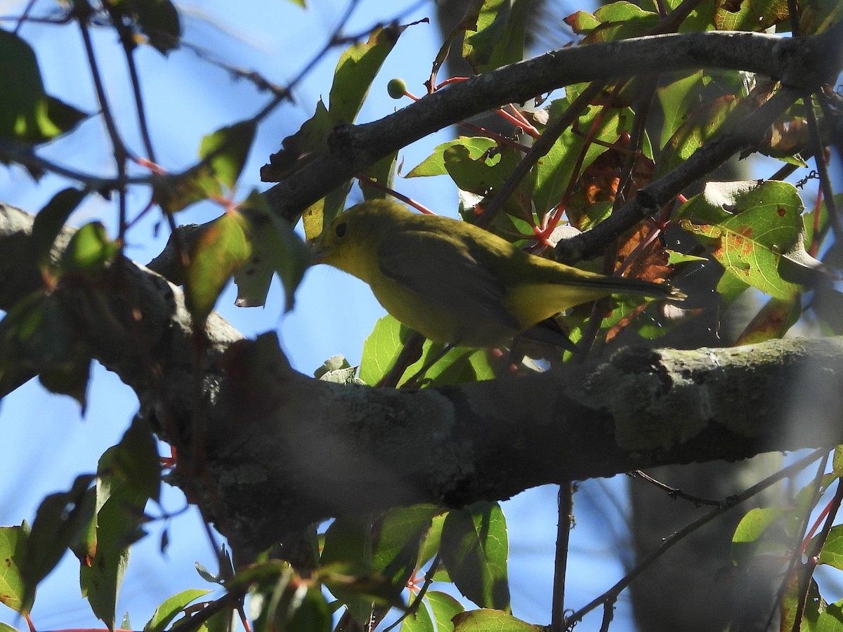 Wilson's Warbler - ML623571139