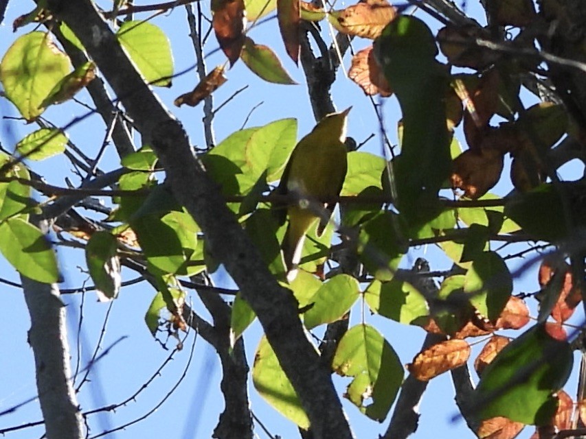 Wilson's Warbler - ML623571140