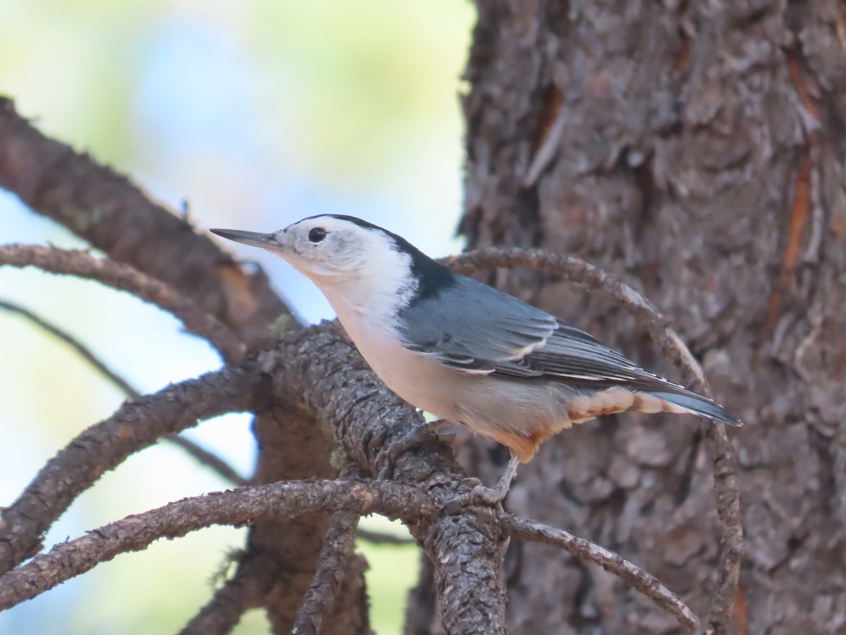 White-breasted Nuthatch - ML623571227