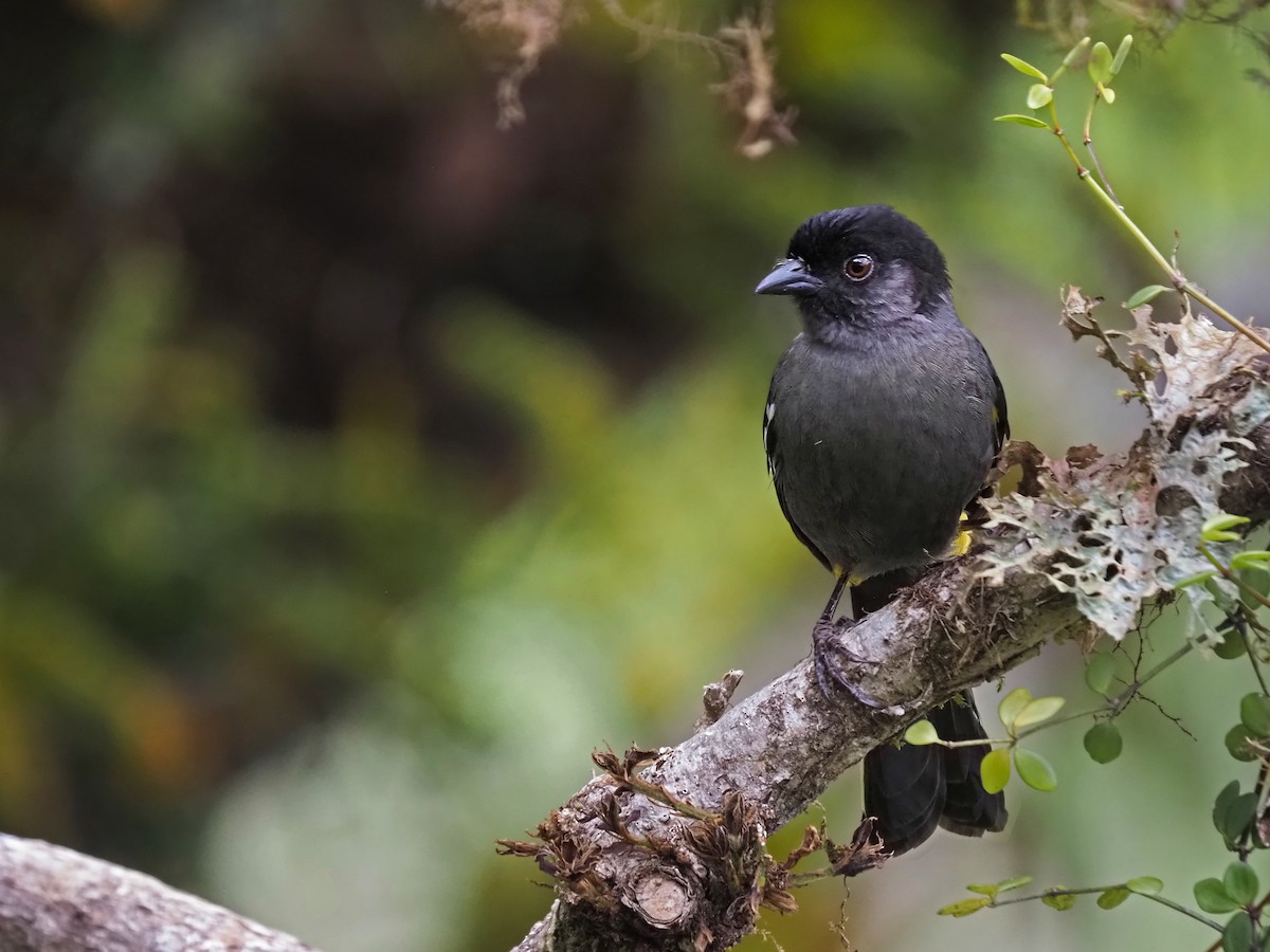 Yellow-thighed Brushfinch - ML623571232