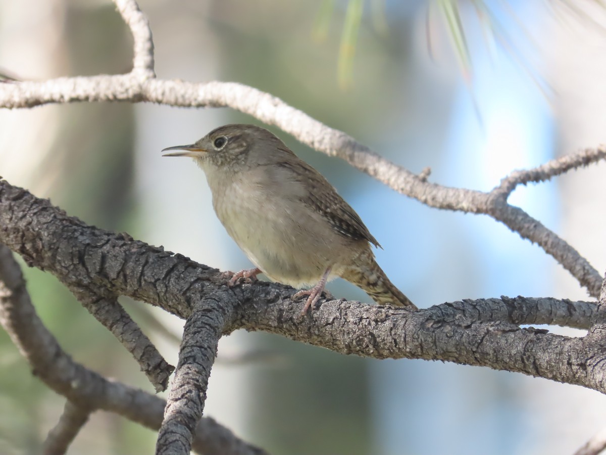Northern House Wren - ML623571327