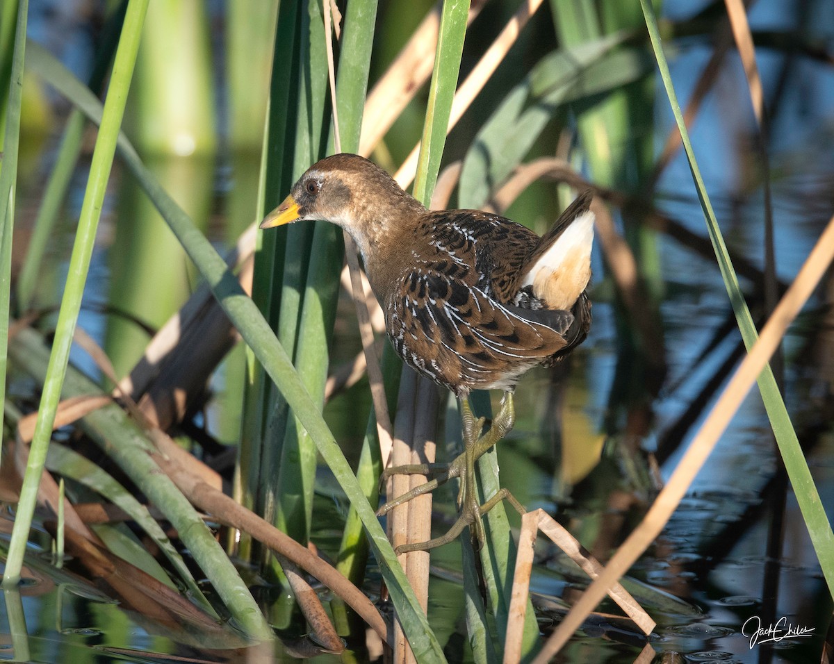 Polluela Sora - ML623571342