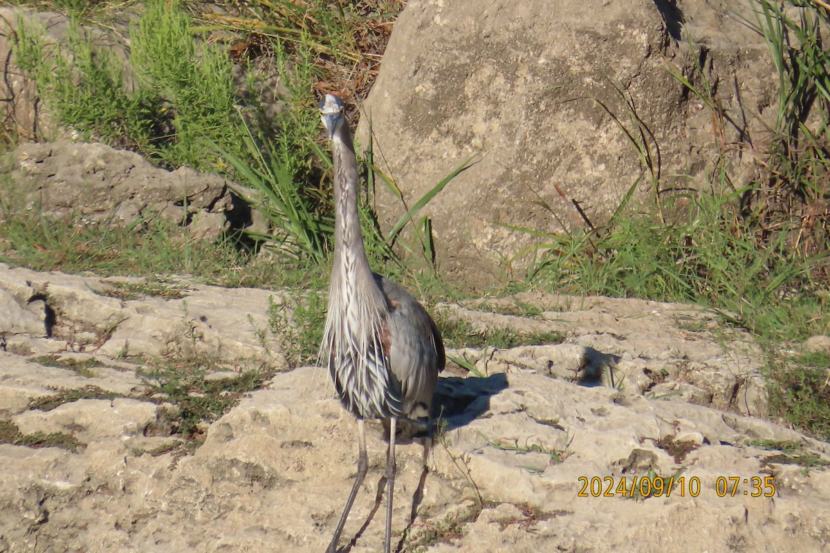 Great Blue Heron - ML623571361