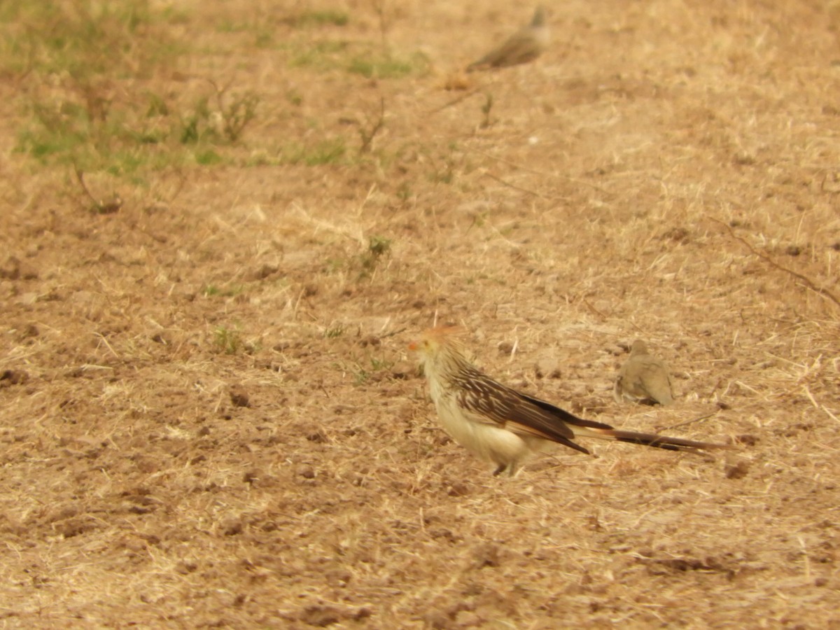 Guira Cuckoo - ML623571362