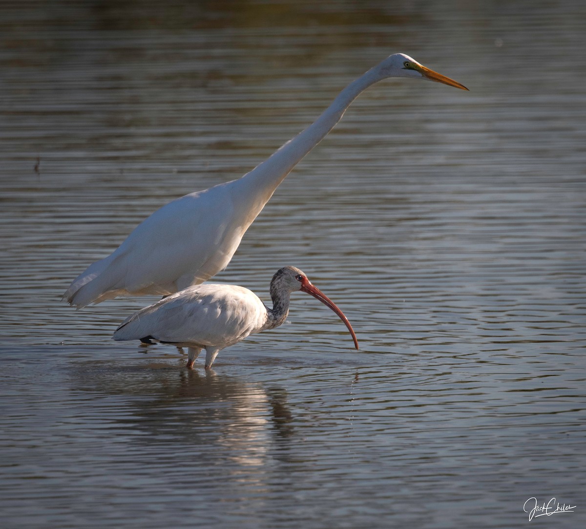 Ibis Blanco - ML623571363